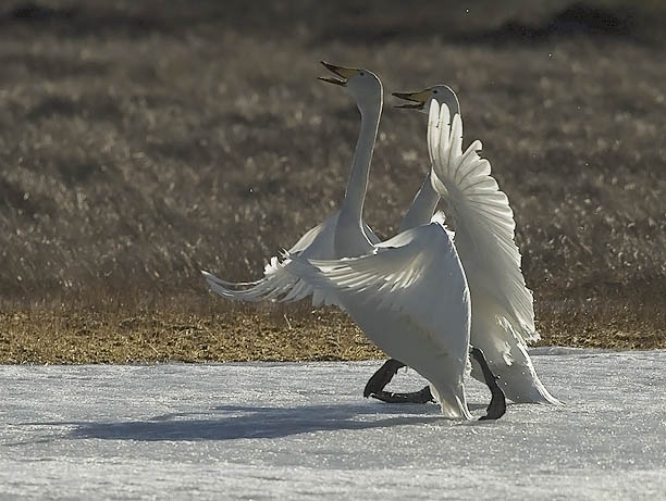 Laulujoutsen, Whooper Swan, Cygnus cygnus